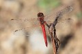 IMG_6369 Sympetrum fonscolombii